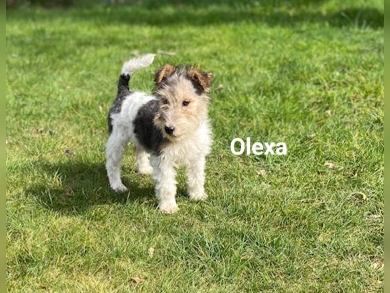 Drahthaar Foxterrier-Welpen