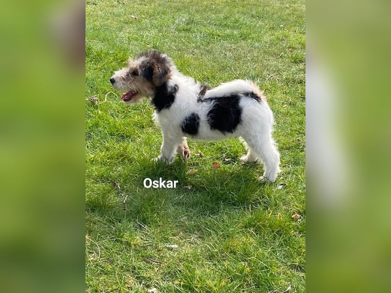 Drahthaar Foxterrier-Welpen