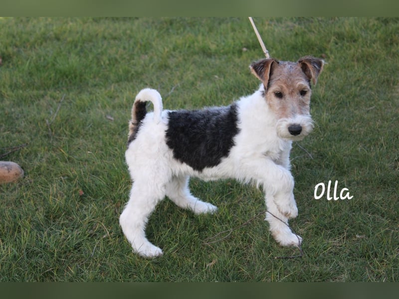 Olla