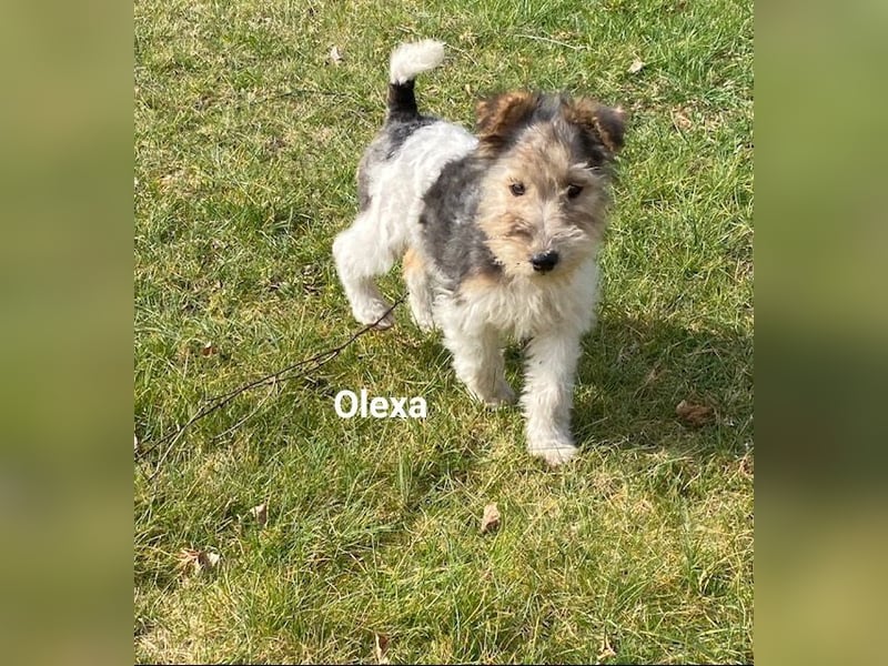 Drahthaar Foxterrier-Welpen