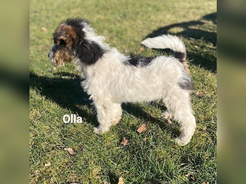 Drahthaar Foxterrier-Welpen