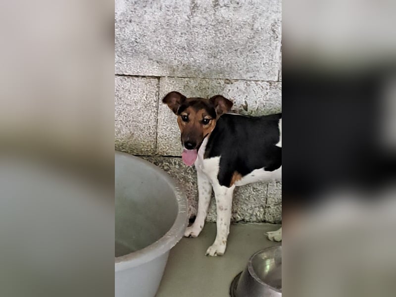 LEXI-ÜBER DEN ZAUN GEWORFEN