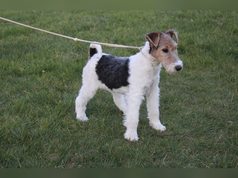 Foxterrier Welpen .