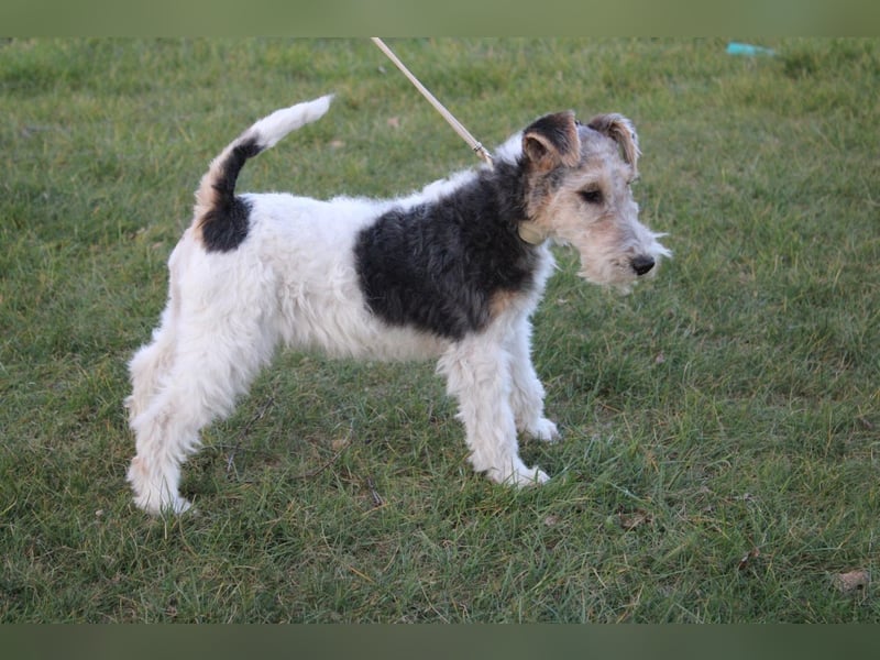 Foxterrier Welpen .