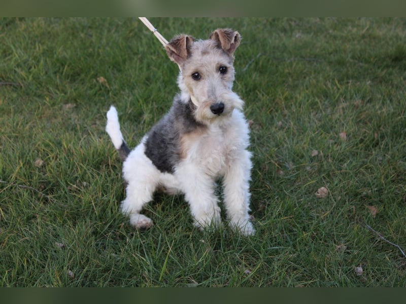 Foxterrier Welpen .