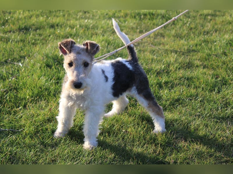 Foxterrier Welpen .