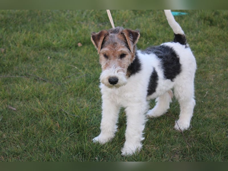 Foxterrier Welpen .