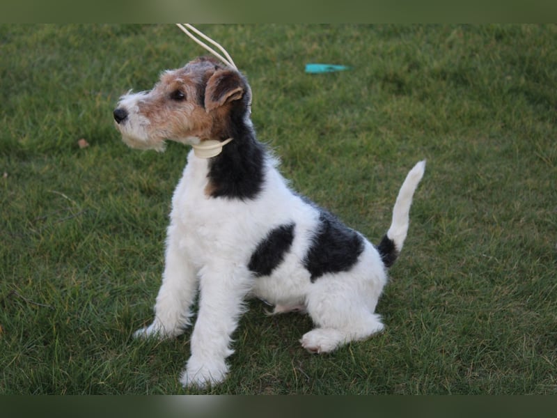 Foxterrier Welpen .