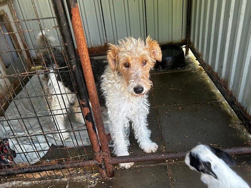 Joy: Freundliche, sanfte Hündin sucht ein neues Zuhause