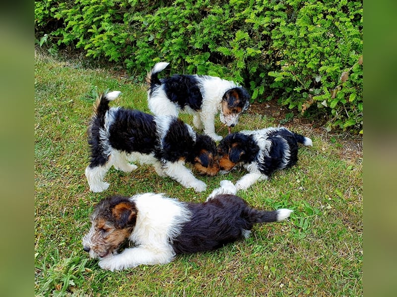 Foxterrier Drahthaar Welpen