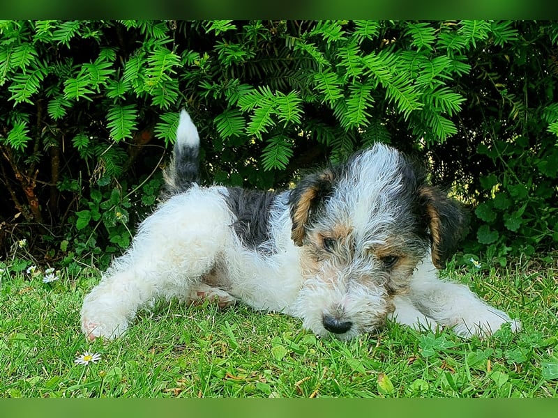 Foxterrier Drahthaar Welpen