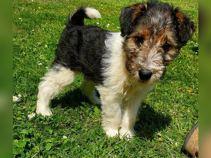 Foxterrier Drahthaar Welpen