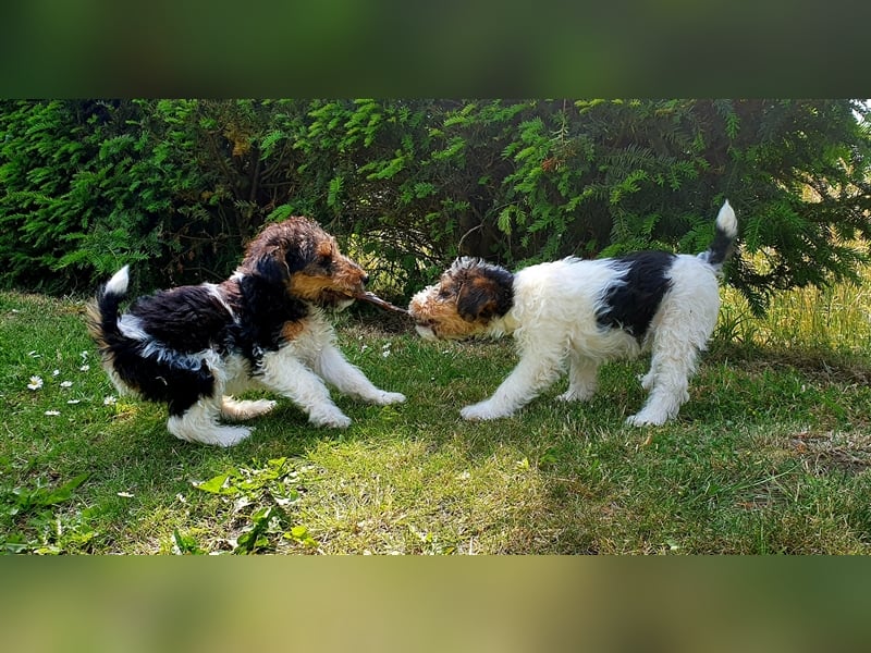 Foxterrier Drahthaar Welpen