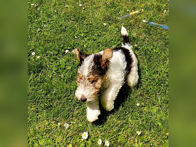 Foxterrier Drahthaar Welpen