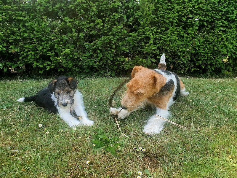 Foxterrier Drahthaar Welpen