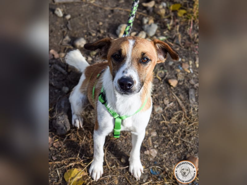 Iván – der Gute-Laune-Terrier mit Kuschelgarantie