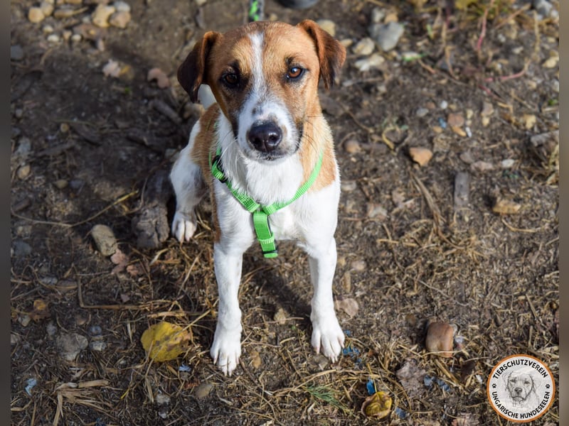 Iván – der Gute-Laune-Terrier mit Kuschelgarantie