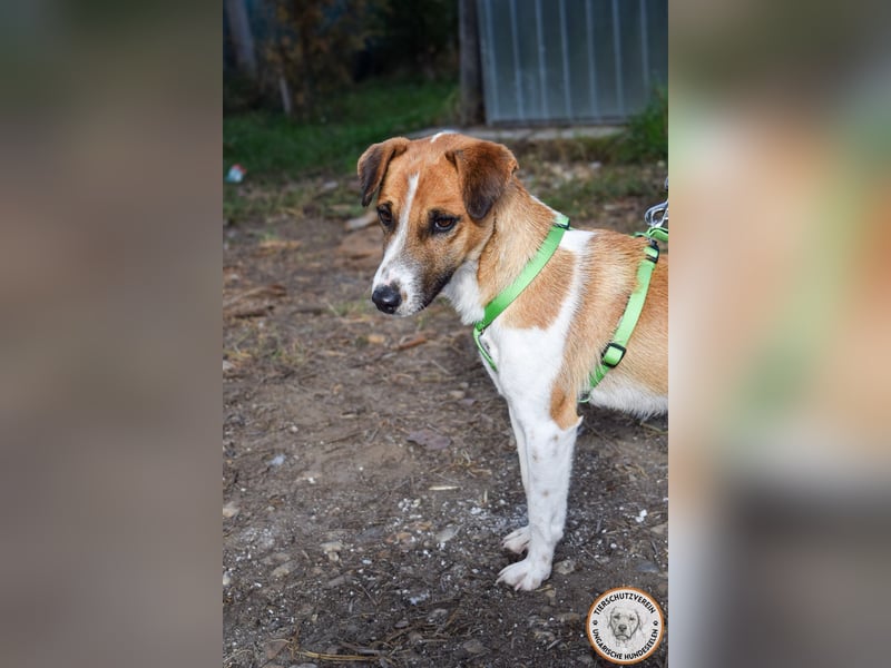 Iván – der Gute-Laune-Terrier mit Kuschelgarantie