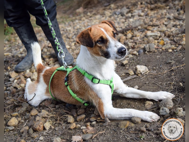 Iván – der Gute-Laune-Terrier mit Kuschelgarantie
