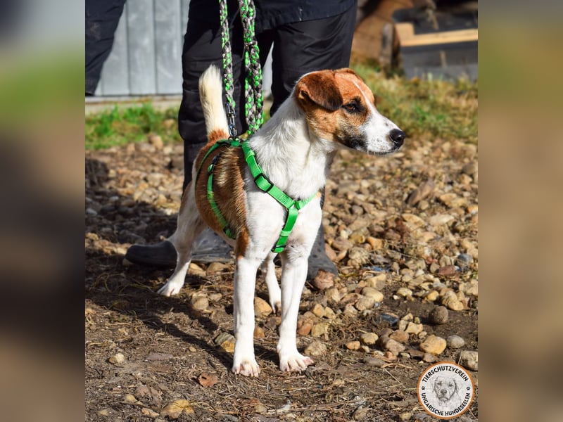 Iván – der Gute-Laune-Terrier mit Kuschelgarantie