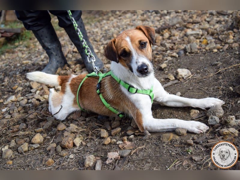 Iván – der Gute-Laune-Terrier mit Kuschelgarantie
