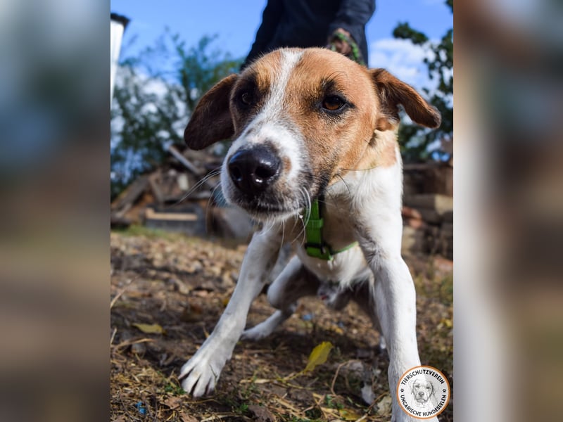 Iván – der Gute-Laune-Terrier mit Kuschelgarantie