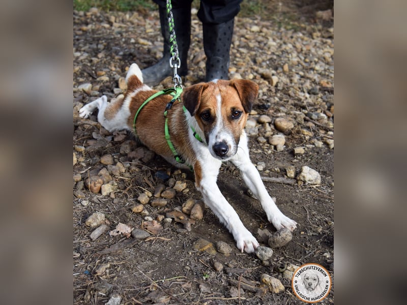 Iván – der Gute-Laune-Terrier mit Kuschelgarantie
