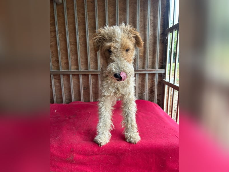 Folti, Foxterrier, Rüde, geb. am 20.01.2025, 40 cm, 10 kg
