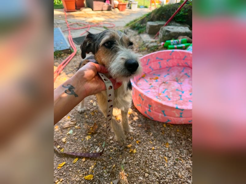 Milly, Foxterrier-Mix, Hündin, geb. am 02.05.2025, 37 cm, 12 kg