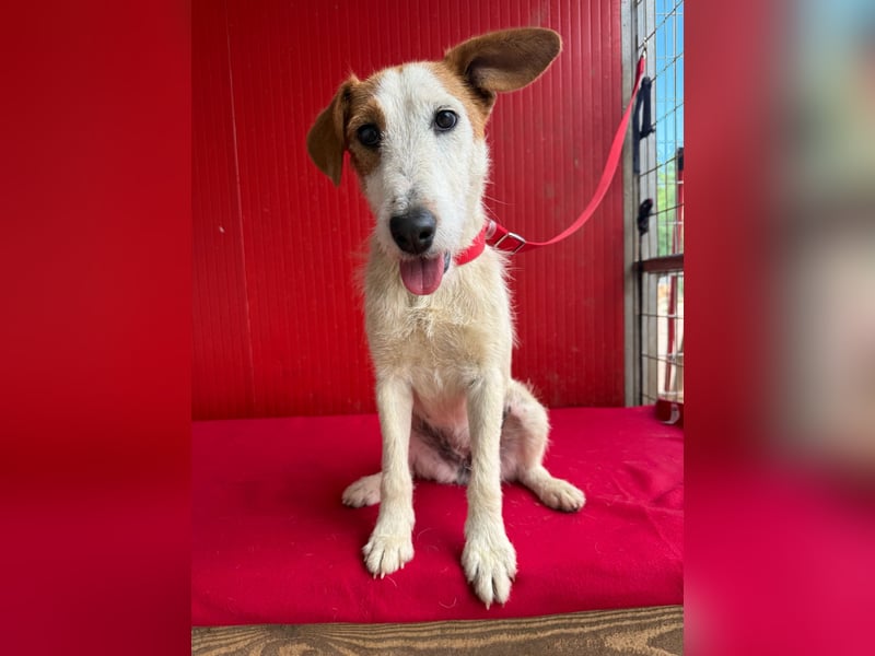 Lotti, Foxterrier-Mix, Hündin, geb. am 01.01.2024, 40 cm, 10 kg