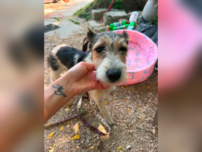 Milly, Foxterrier-Mix, Hündin, geb. am 02.05.2025, 37 cm, 12 kg