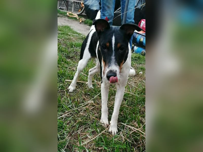 Norbi, Foxterrier, Rüde, ca. 1 Jahr, ca. 40 cm