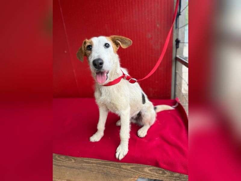 Lotti, Foxterrier-Mix, Hündin, geb. am 01.01.2024, 40 cm, 10 kg