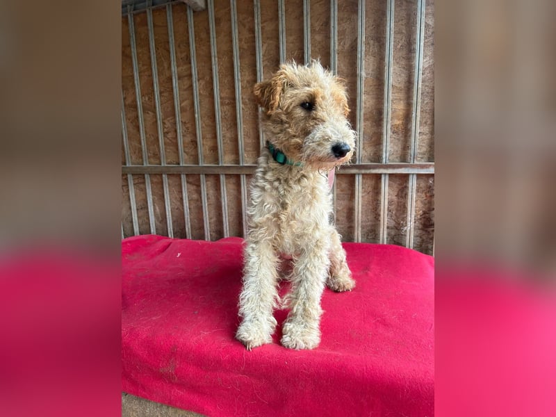 Folti, Foxterrier, Rüde, geb. am 20.01.2025, 40 cm, 10 kg