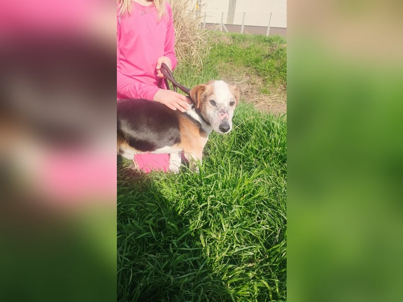 Foxi, Foxterrier-Mix, Rüde, ca. 10 Jahre, ca. 38 cm - Notfall -