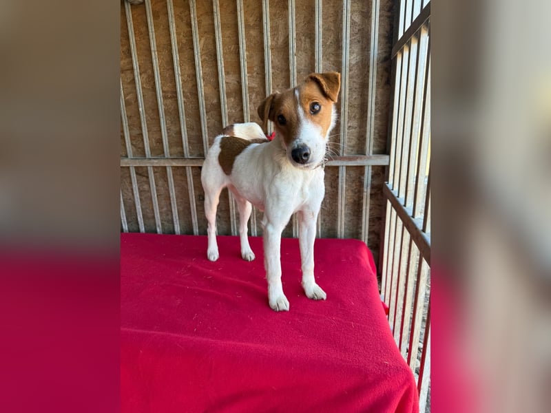 Ronja, Foxterrier-Mix, Hündin, ca. 4 Jahre, 39 cm, 9 kg