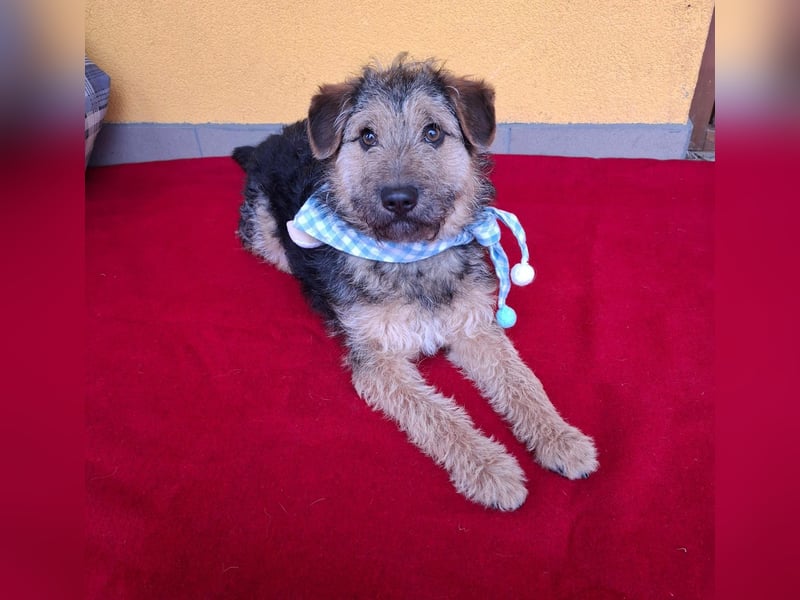 Teddy, Foxterrier-Mix, Rüde, ca. 1 Jahr, ca. 38 cm, 8,5 kg