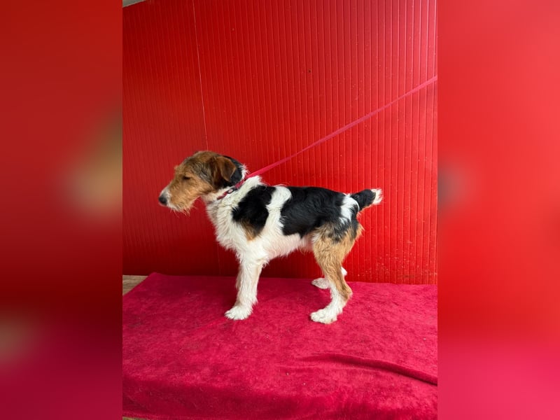 Rocky, Foxterrier, Rüde, geb. 03.04.2019, 40 cm, 10 kg