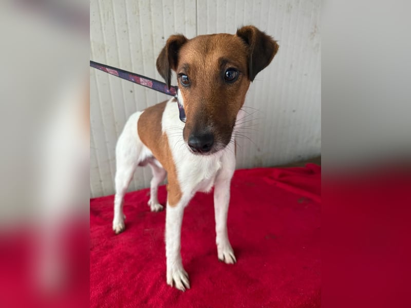 Milo, Glatthaar-Foxterrier-Mix, Rüde, geb. am 03.04.2022, 38 cm, 7,8 kg