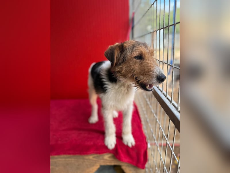 Rocky, Foxterrier, Rüde, geb. 03.04.2019, 40 cm, 10 kg