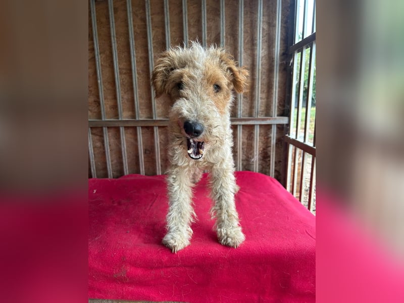 Folti, Foxterrier, Rüde, geb. am 20.01.2025, 40 cm, 10 kg