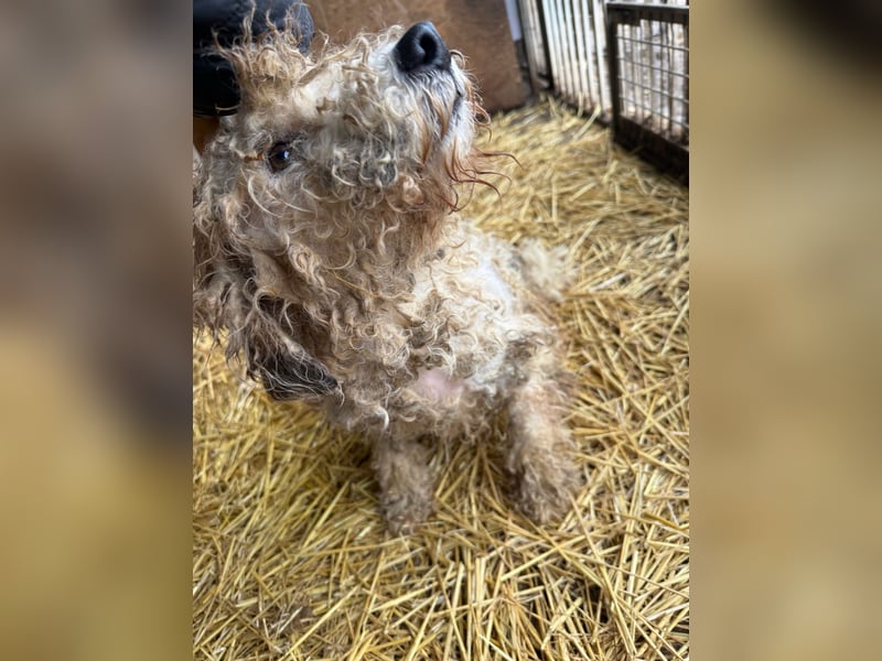 Ficko, Foxterrier-Mix, Rüde, geb. am 03.04.2019, 40 cm