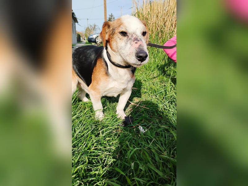 Foxi, Foxterrier-Mix, Rüde, ca. 10 Jahre, ca. 38 cm - Notfall -