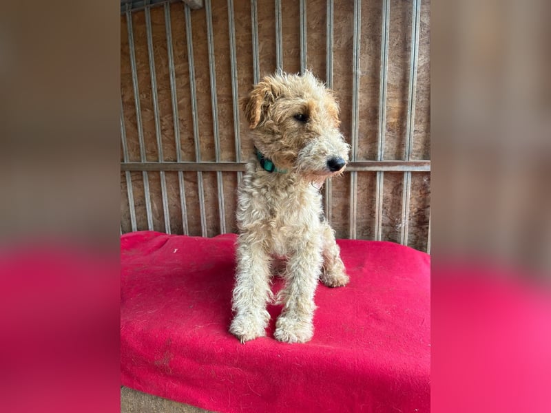 Folti, Foxterrier, Rüde, geb. am 20.01.2025, 40 cm, 10 kg