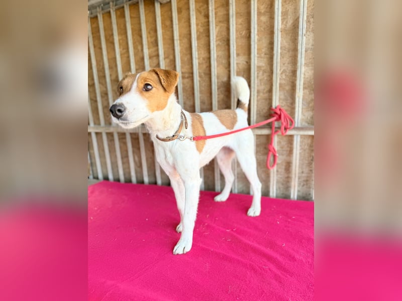 Ronja, Foxterrier-Mix, Hündin, ca. 4 Jahre, 39 cm, 9 kg