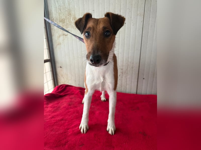 Milo, Glatthaar-Foxterrier-Mix, Rüde, geb. am 03.04.2022, 38 cm, 7,8 kg