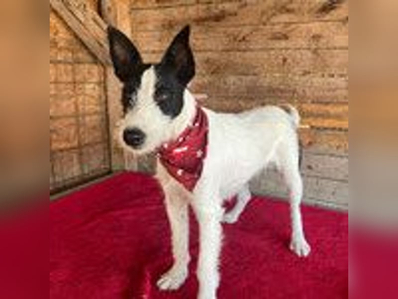 Jerry, Terrier-Mischling, Rüde, geb. am 15.05.2024, 40 cm, 10 kg