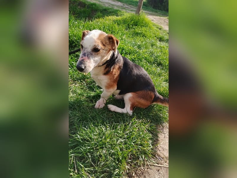 Foxi, Foxterrier-Mix, Rüde, ca. 10 Jahre, ca. 38 cm - Notfall -