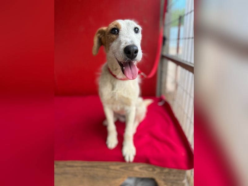 Lotti, Foxterrier-Mix, Hündin, geb. am 01.01.2024, 40 cm, 10 kg