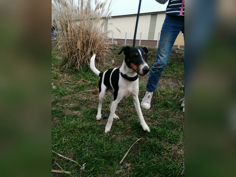 Norbi, Foxterrier, Rüde, ca. 6 Monate, ca. 40 cm